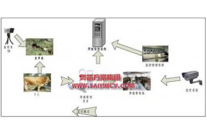 通過物聯(lián)網(wǎng)技術管理肉牛養(yǎng)殖方案